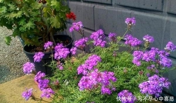 扯根|路边看见1种花，扯根枝条带回家，遇水就生根，盆栽特漂亮