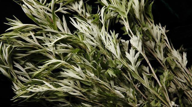 艾叶煮水|北京一女子,经常用艾叶煮水洗头,5个月后,身体有什么变化吗?