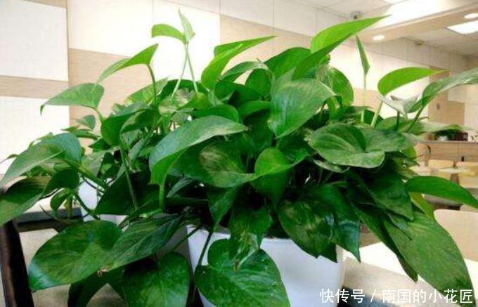 绿萝|6种花冬季不要晒太阳,它喜荫怕晒,卧室卫生间这些地方最合适!