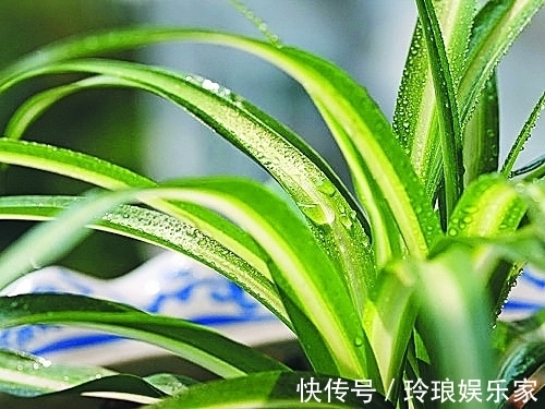 浇水|养吊兰有“妙招”,浇水摻点“小颗粒”,2月长出“水晶根”