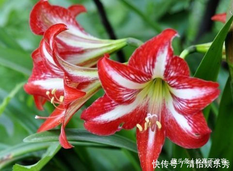 档次|聪明人都养几种花，养在客厅上档次，还杀菌又消毒，特别好！