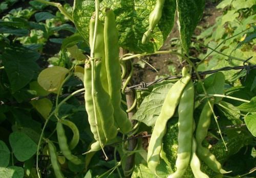 女性不想老太快，以下食物经常换，补肾活血，强健血管，长寿无忧