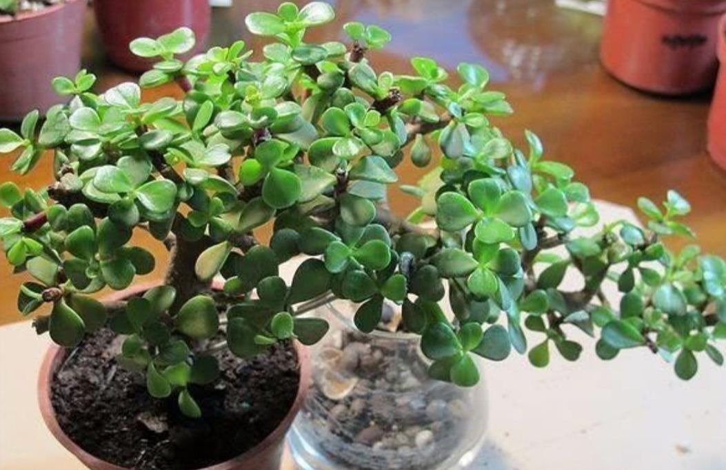 2种植物长得快,三五年养成老桩,越养越值钱