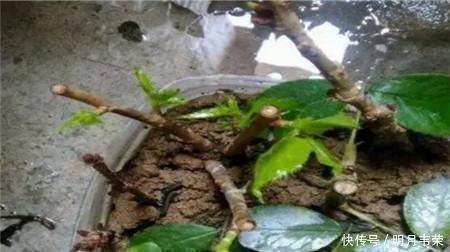 学会这9个扦插绝招,插啥活啥,蹭蹭长出大白根,阳台多的放不下