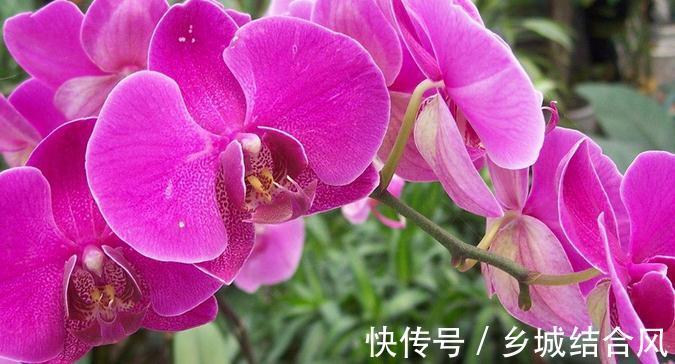 养护|抢手的年宵花蝴蝶兰养护注意这五点,植株壮花色艳花期长