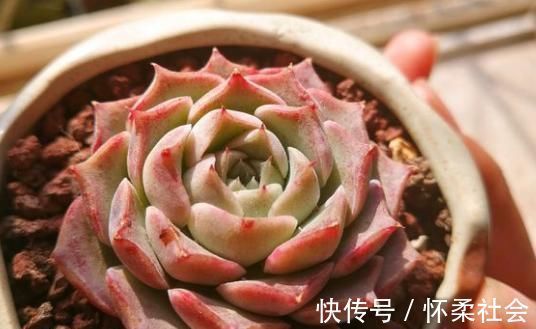 叶片|当年的贵货多肉,变成了烂大街的便宜货,暴风哭泣