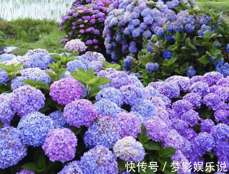 夏季养殖绣球花,怕花大压弯枝头?学会这几招,植株不倒伏