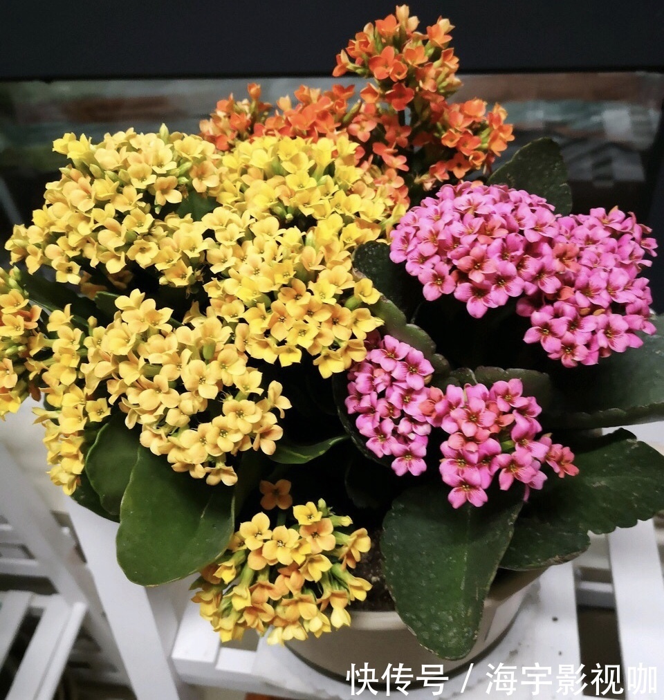 长寿|养花10年，他的长寿花1棵开3种颜色，方法3分钟就学会