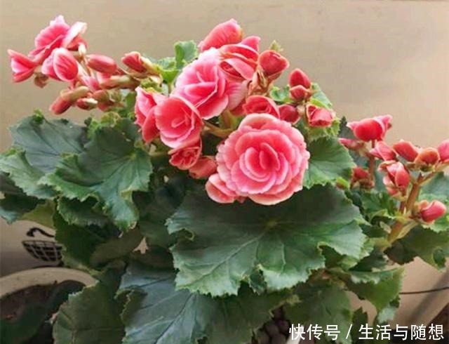 四季海棠“养不够”,不用买,剪根“枝条”长1盆,教你如何操作!