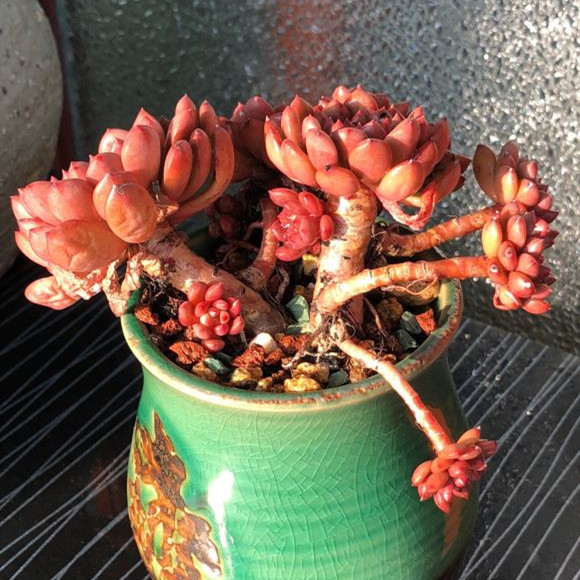 多肉|秋天到了,养多肉做好4点,很快就能养出迷人的好状态