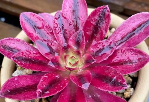 多肉上盆以后的浇水时间非常重要,稍微把控不好它们就可能出问题