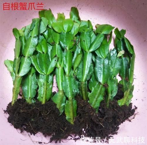 放大|养这三种花,盆越小,开的花越多,放大盆还容易死
