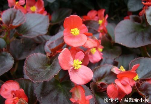 寓意|3种贵气花,好养又好看,寓意美好,值得拥有!