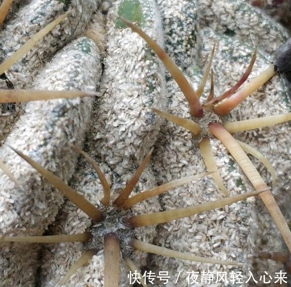 我养多肉以来见过的蚧壳虫最多的一次，吃饭的时候看要慎重