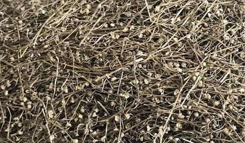 癌症|癌症“特效草”找到了,野外“随处可见”,治癌防癌赶快吃起来