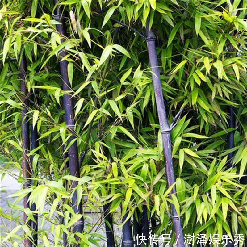 它不仅是治狂犬病的佳药,还可治骨节痛!知道的人不多