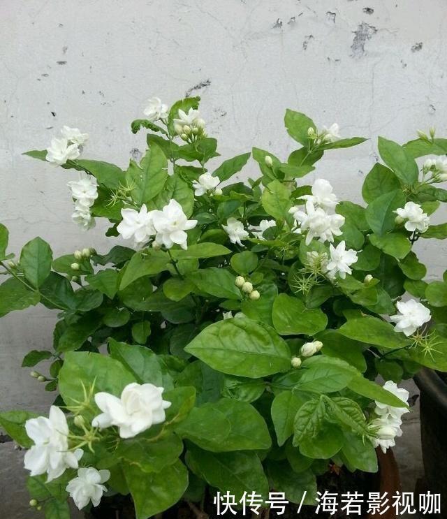 叶片|养茉莉花，花后记住“4要领”，花开不断芳香四溢，每次都爆盆