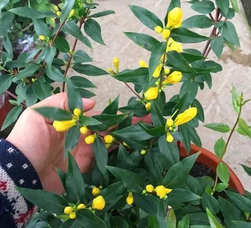 家里养花选它,比茉莉漂亮,比香水还香,是阳台盆栽佳品