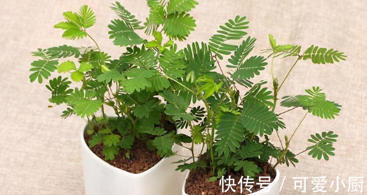 家有此草如有一宝，此草不仅能够在家对人撒娇，还可准确预测地震