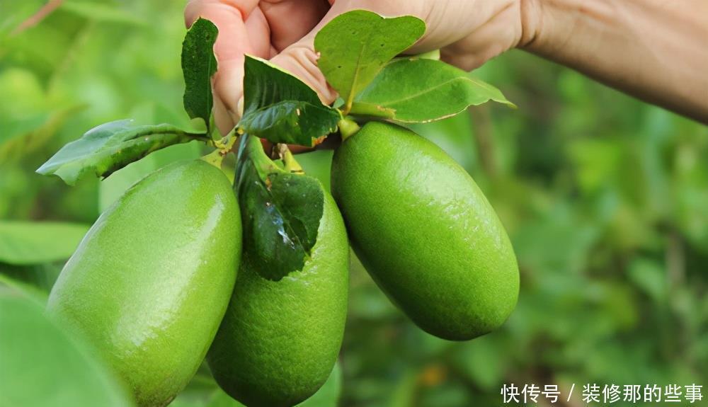 香水柠檬几月开花结果