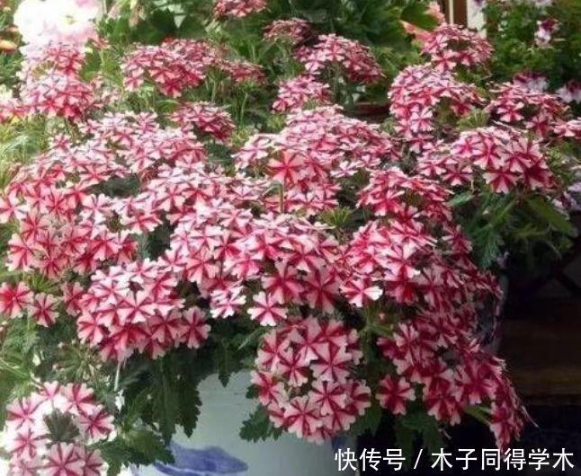 4种花很耐养，沾土就能活，四季开花，花色多，一盆能养一辈子！