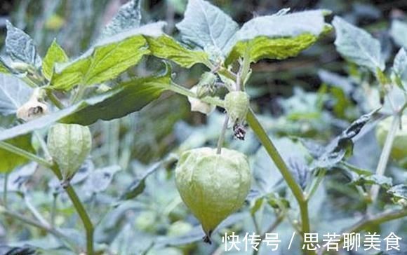 小知识|这种野草人称“红菇娘”，果实似灯笼，以前不识货，如今想吃难了