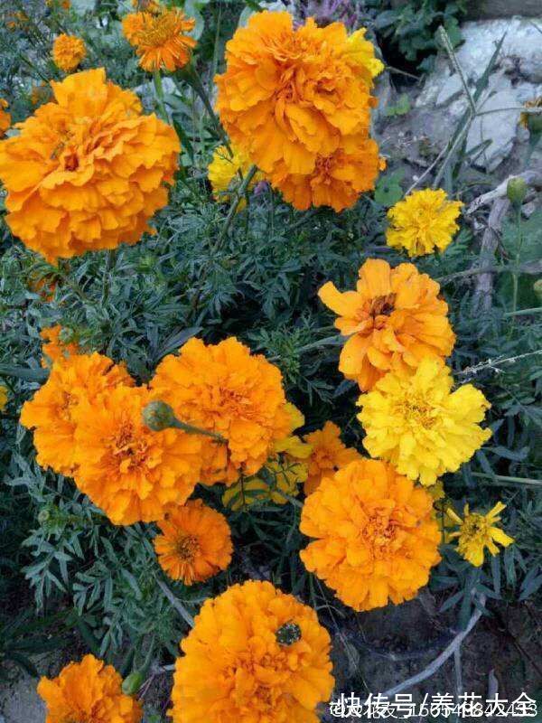 图鉴|100种常见花图鉴，图文并茂非常详细，收藏起来慢慢看