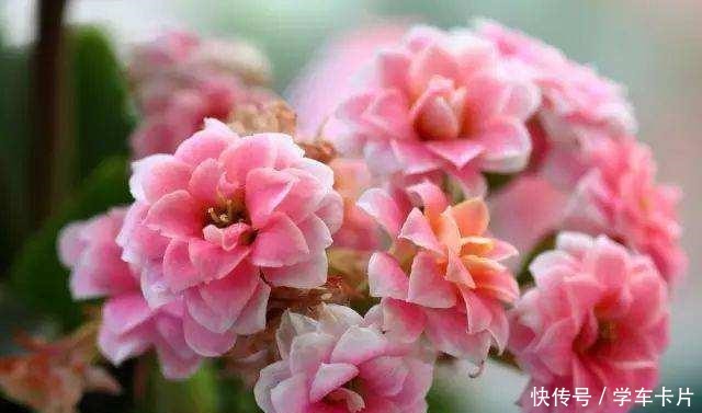 这“三种花”易爆盆,“遇水疯长”又耐寒,大冷天也能自己生长!