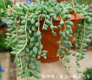 珍珠吊兰不会养，学会5个小妙招，轻轻松松养成瀑布