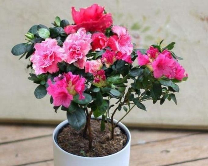 杜鹃花|4种花超好养,花朵漂亮,花期长,四季繁花似锦,美