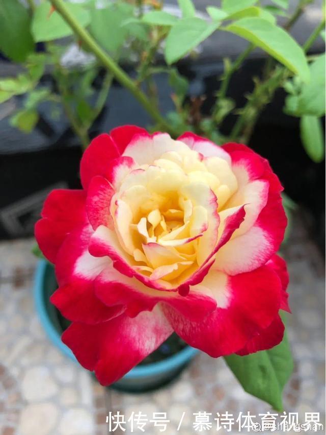 鼠尾草鼠尾草|这花名字太难听，我实在叫不出口，到底谁起的