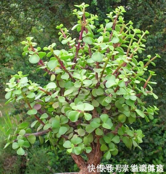 垂盆草|养花技巧6种花扔土里就能活,养死了算你厉害