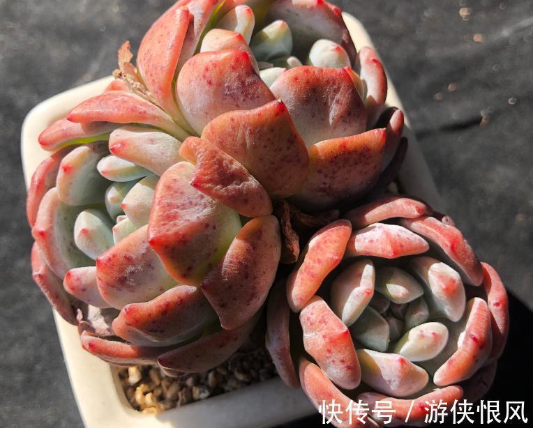 徒长|漫漫长冬又是伤,您的多肉该如何养护,冬季常见问题总结