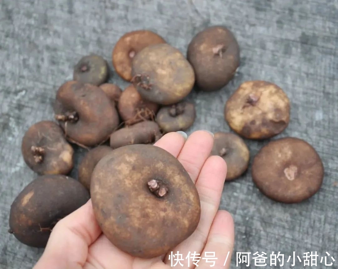 养盆栽仙客来掌握7点,养20~30年都不是问题,年年能开花