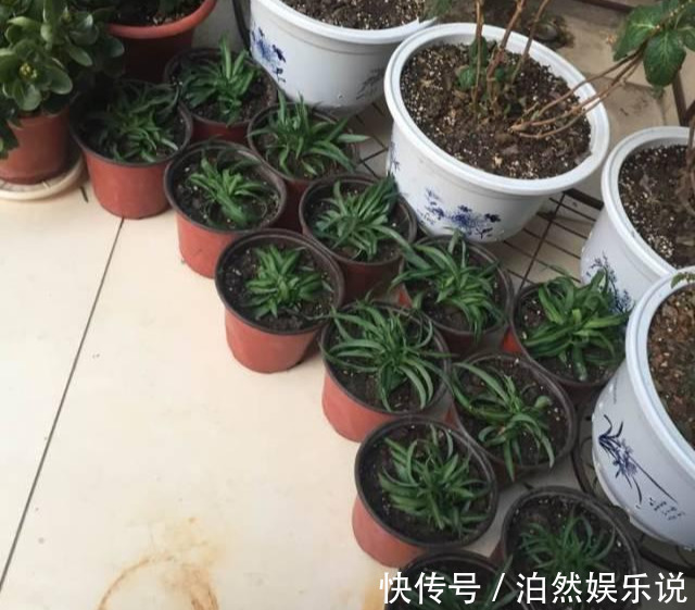 爆盆|养花技巧10种吊兰，好扦插，易爆盆，掐一根一插就是一大盆！