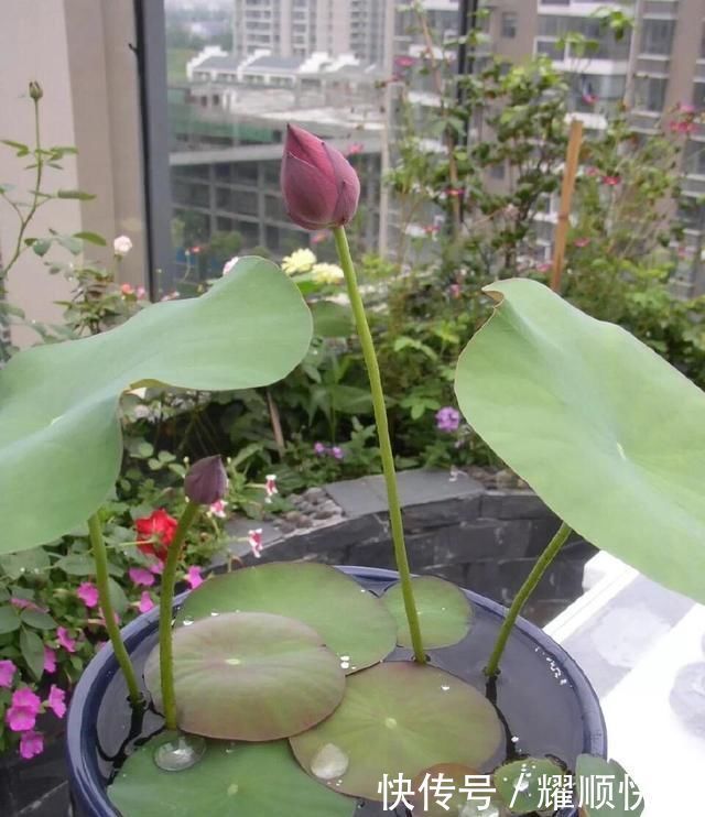 养盆栽睡莲、碗莲,一个小技巧,叶子蹭蹭长满盆,一次开10朵