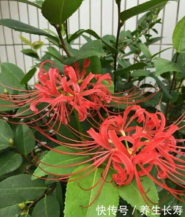 有些花名字太奇葩,叫出口太尴尬,开花却很美!