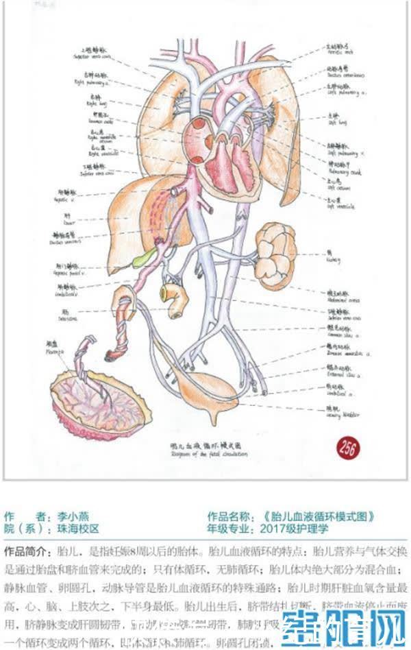 被学医“耽误”的画家！贵州这所学校学生画的人体器官结构图栩栩如生