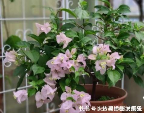 45种三角梅品种,红、橙、黄、绿、白、紫,每一种都很好看!