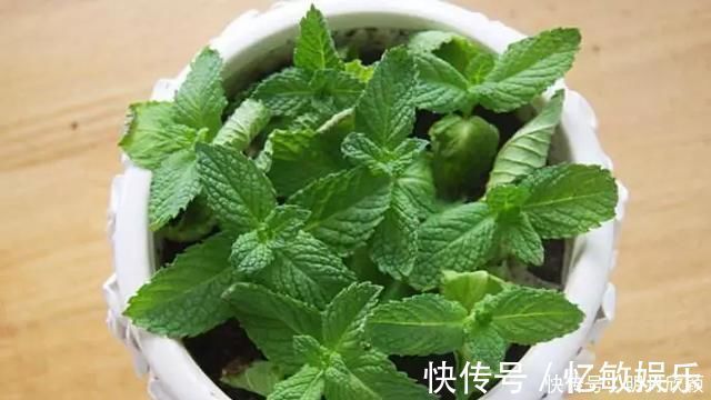 枝条|养花爱好者看过来这15种花现在“扦插”，生根快，一个周就长芽