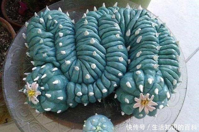 想省心就养这些花,没有病虫害,就爱开花!想省心就养这些花,没有病虫害,就爱开花!