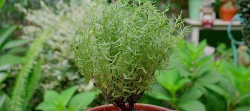 小空间|家中存在2类花要趁早搬离,它们对健康无益,放到室内弊端多