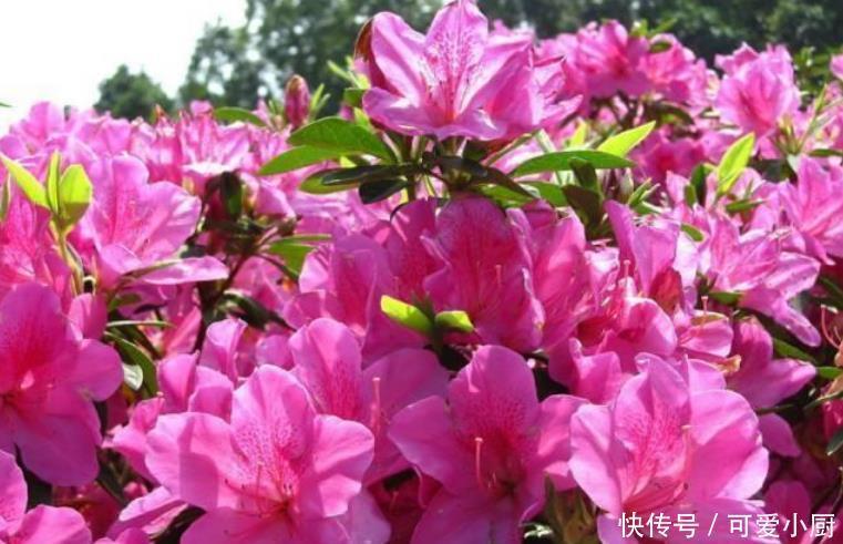 养花就养3种花,家里养一盆,比绿萝好养,10元1盆,阳台变花海!