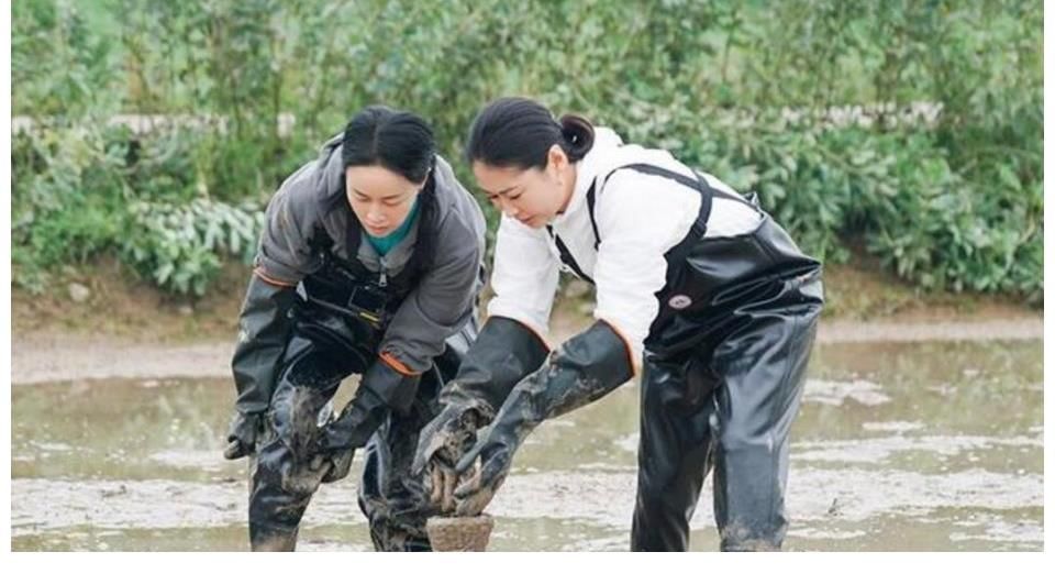 《向往的生活》14期节目,10位嘉宾让观众印象深刻,杨紫很受欢迎