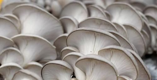 吃了20年饺子,只有这个馅百吃不厌,比吃肉都要香,好吃!