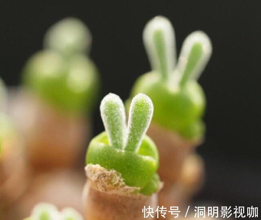 梦幻|喜欢精品盆栽，要养盆多肉“碧光环”，如兔般可爱灵动，朦胧梦幻
