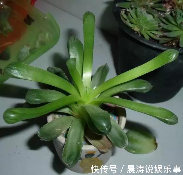 大和锦|多肉长残的照片,看一次笑一次,根治各种抑郁