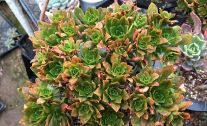 长势|多肉法师别光养黑法师,试试甜茶多肉,长势旺出锦美,后悔晚知道