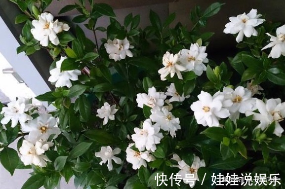 想要养好栀子花，必须按照它喜好来，记住这几点盆盆爆满盆