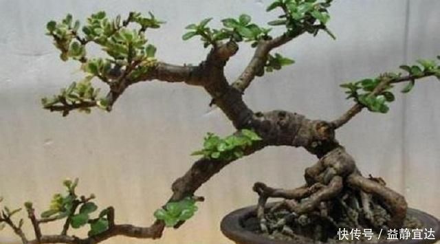 马齿觅|这种“小绿树”,最适合盘老桩,仅需1根枝条插进土中,1年成盆景